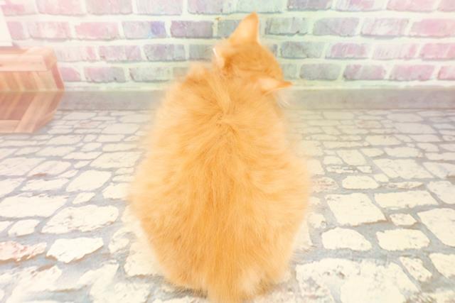 東京都のサイベリアン (Coo&RIKU阿佐ヶ谷店/2025年8月28日生まれ/女の子/レッドタビーホワイト)の子猫の4枚目の画像