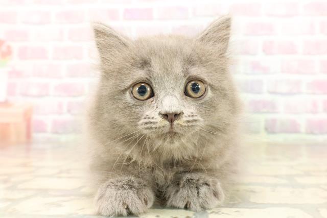 東京都のサイベリアン (Coo&RIKU秋葉原店/2025年8月28日生まれ/女の子/ブルー)の子猫の1枚目の画像