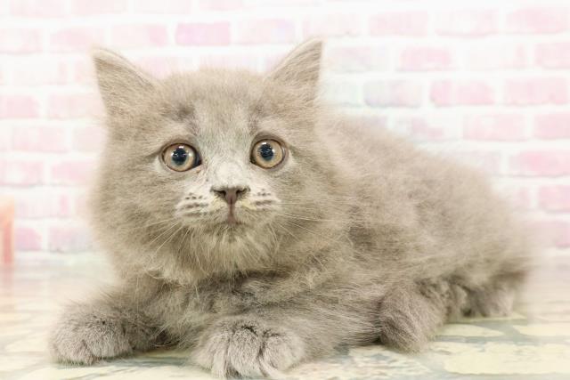 東京都のサイベリアン (Coo&RIKU秋葉原店/2025年8月28日生まれ/女の子/ブルー)の子猫の2枚目の画像