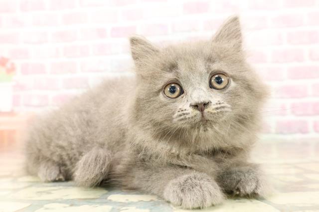 東京都のサイベリアン (Coo&RIKU秋葉原店/2025年8月28日生まれ/女の子/ブルー)の子猫の3枚目の画像