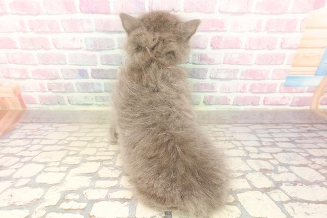 東京都のサイベリアン (Coo&RIKU秋葉原店/2025年8月28日生まれ/女の子/ブルー)の子猫の4枚目の画像