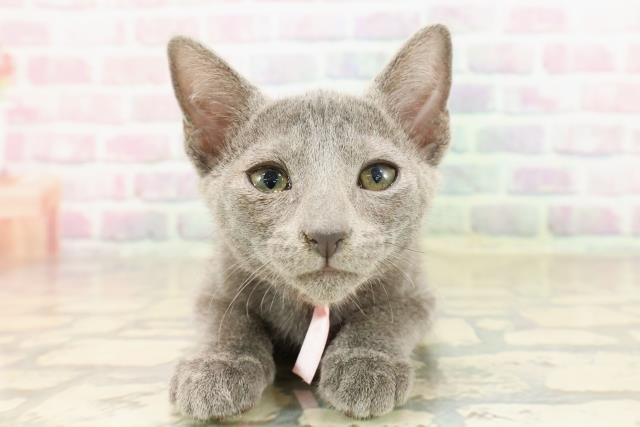 ロシアンブルー