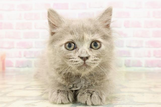 東京都のサイベリアン (Coo&RIKU下北沢店/2025年8月22日生まれ/女の子/ブルークリーム)の子猫の1枚目の画像