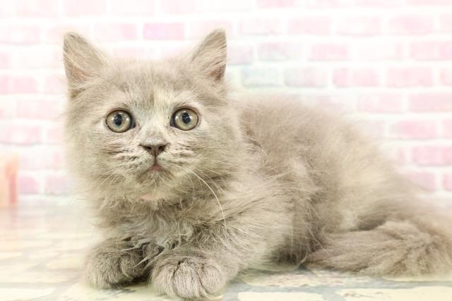 東京都のサイベリアン (Coo&RIKU下北沢店/2025年8月22日生まれ/女の子/ブルークリーム)の子猫の2枚目の画像