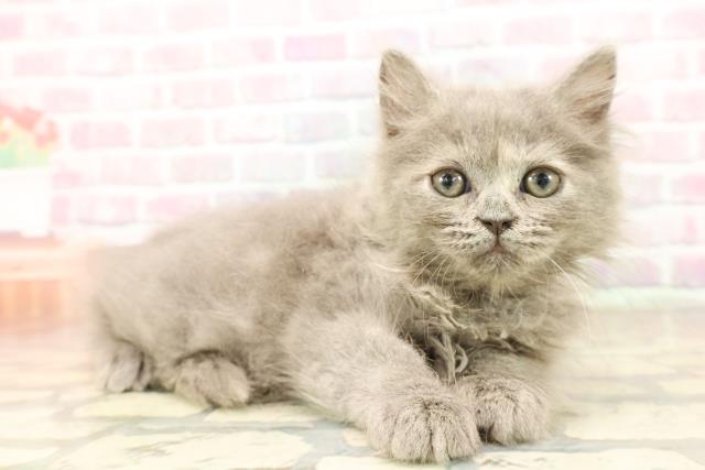 東京都のサイベリアン (Coo&RIKU下北沢店/2025年8月22日生まれ/女の子/ブルークリーム)の子猫の3枚目の画像
