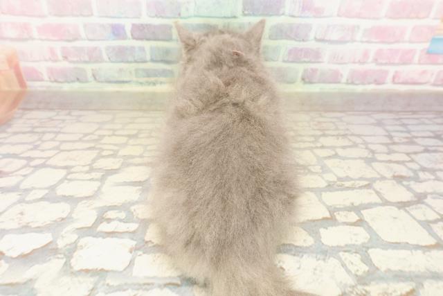 東京都のサイベリアン (Coo&RIKU下北沢店/2025年8月22日生まれ/女の子/ブルークリーム)の子猫の4枚目の画像