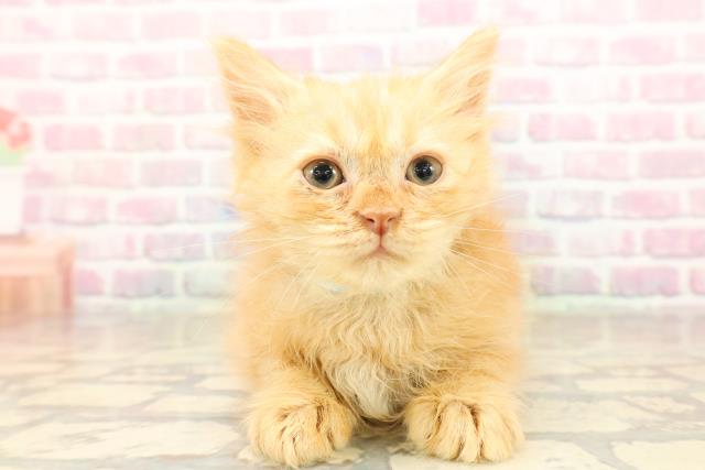 東京都のサイベリアン (Coo&RIKU下北沢店/2025年8月22日生まれ/男の子/レッドタビー)の子猫の1枚目の画像