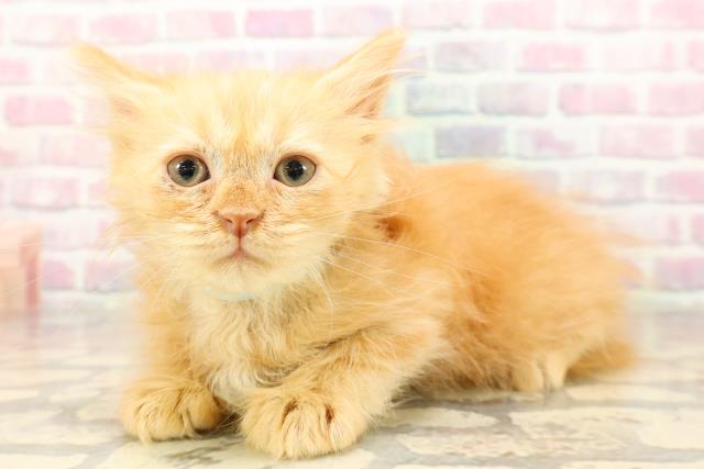 東京都のサイベリアン (Coo&RIKU下北沢店/2025年8月22日生まれ/男の子/レッドタビー)の子猫の2枚目の画像