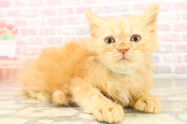 東京都のサイベリアン (Coo&RIKU下北沢店/2025年8月22日生まれ/男の子/レッドタビー)の子猫の3枚目の画像