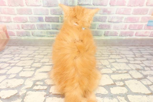 東京都のサイベリアン (Coo&RIKU下北沢店/2025年8月22日生まれ/男の子/レッドタビー)の子猫の4枚目の画像