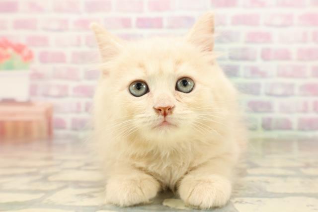 北海道のサイベリアン (Coo&RIKU札幌西店/2025年8月22日生まれ/男の子/クリームタビー)の子猫の1枚目の画像