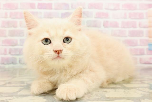 北海道のサイベリアン (Coo&RIKU札幌西店/2025年8月22日生まれ/男の子/クリームタビー)の子猫の2枚目の画像