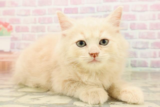 北海道のサイベリアン (Coo&RIKU札幌西店/2025年8月22日生まれ/男の子/クリームタビー)の子猫の3枚目の画像