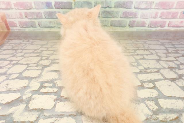 北海道のサイベリアン (Coo&RIKU札幌西店/2025年8月22日生まれ/男の子/クリームタビー)の子猫の4枚目の画像