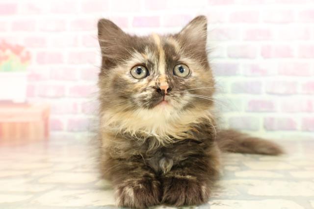 北海道のサイベリアン (Coo&RIKU苫小牧店/2025年8月22日生まれ/女の子/トーティー)の子猫