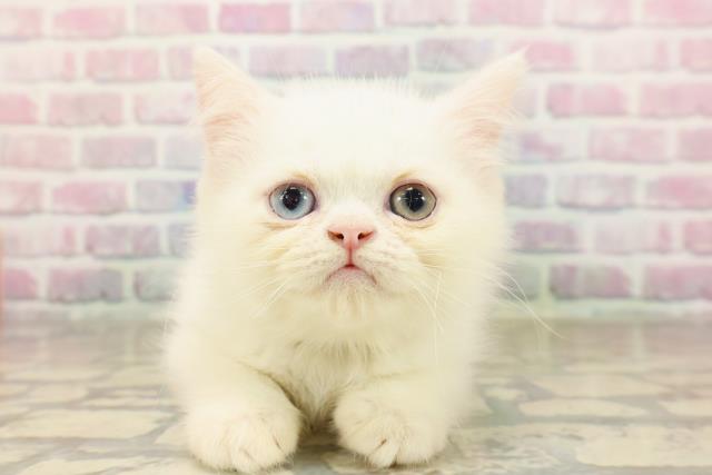 山形県のエキゾチック (Coo&RIKUイオンタウン酒田店/2025年8月15日生まれ/男の子/ホワイト)の子猫の1枚目の画像