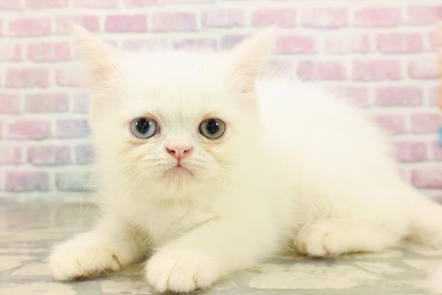 山形県のエキゾチック (Coo&RIKUイオンタウン酒田店/2025年8月15日生まれ/男の子/ホワイト)の子猫の2枚目の画像