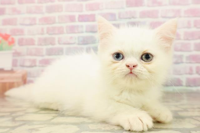 山形県のエキゾチック (Coo&RIKUイオンタウン酒田店/2025年8月15日生まれ/男の子/ホワイト)の子猫の3枚目の画像