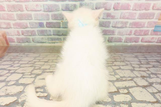 山形県のエキゾチック (Coo&RIKUイオンタウン酒田店/2025年8月15日生まれ/男の子/ホワイト)の子猫の4枚目の画像