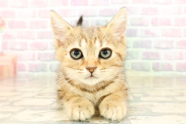 東京都のマンチカン (Coo&RIKU下北沢店/2025年8月27日生まれ/女の子/ブラウンタビー)の子猫の1枚目の画像