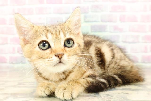 東京都のマンチカン (Coo&RIKU下北沢店/2025年8月27日生まれ/女の子/ブラウンタビー)の子猫の2枚目の画像