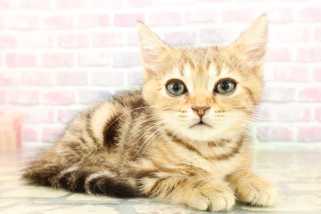 東京都のマンチカン (Coo&RIKU下北沢店/2025年8月27日生まれ/女の子/ブラウンタビー)の子猫の3枚目の画像