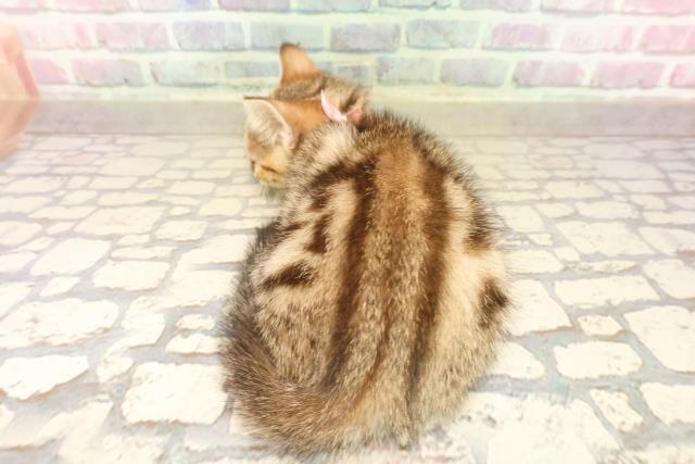 東京都のマンチカン (Coo&RIKU下北沢店/2025年8月27日生まれ/女の子/ブラウンタビー)の子猫の4枚目の画像