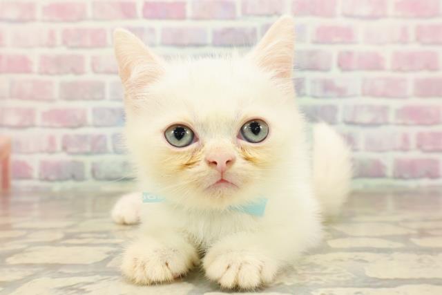 東京都のミヌエット (Coo&RIKU武蔵小山店/2025年8月24日生まれ/男の子/ホワイト)の子猫