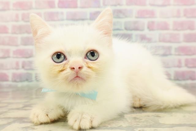 2025年8月24日生まれのミヌエットの2枚目の写真