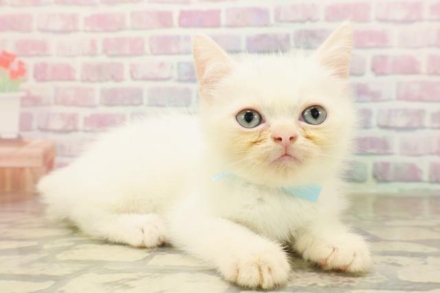 2025年8月24日生まれのミヌエットの3枚目の写真