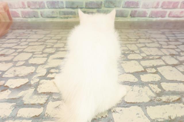 2025年8月24日生まれのミヌエットの4枚目の写真