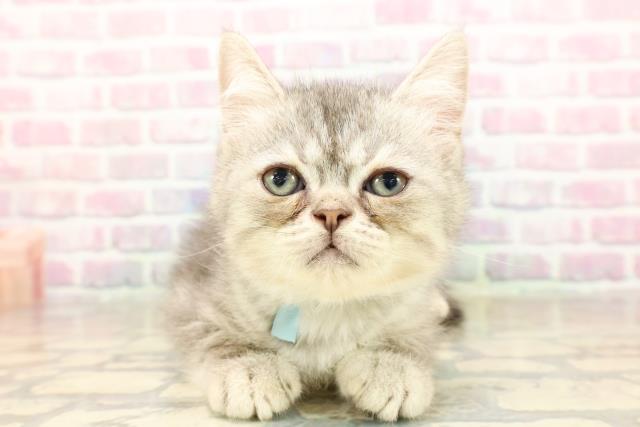 東京都のミヌエット (Coo&RIKU中野サンモール店/2025年8月24日生まれ/男の子/ブルータビー)の子猫