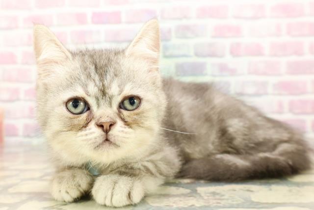 2025年8月24日生まれのミヌエットの2枚目の写真