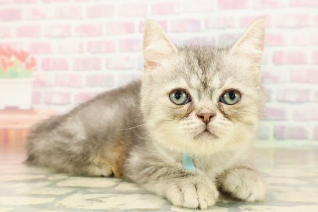 2025年8月24日生まれのミヌエットの3枚目の写真