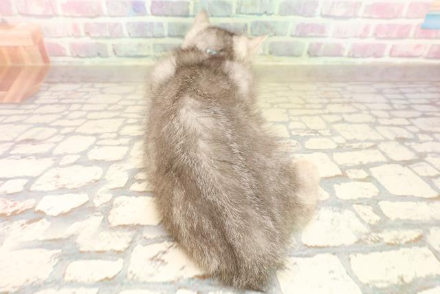 2025年8月24日生まれのミヌエットの4枚目の写真