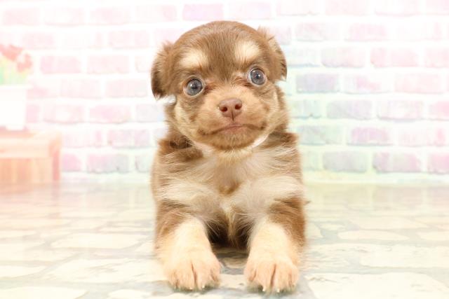 栃木県のチワワ(ロング) (Coo&RIKUFKDインターパーク店/2025年8月28日生まれ/女の子/チョコレートタン)の子犬の1枚目の画像