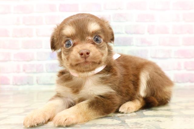 栃木県のチワワ(ロング) (Coo&RIKUFKDインターパーク店/2025年8月28日生まれ/女の子/チョコレートタン)の子犬の2枚目の画像