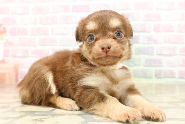 栃木県のチワワ(ロング) (Coo&RIKUFKDインターパーク店/2025年8月28日生まれ/女の子/チョコレートタン)の子犬の3枚目の画像