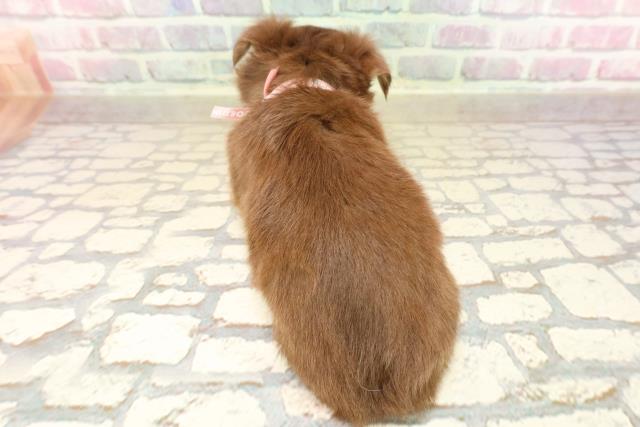 栃木県のチワワ(ロング) (Coo&RIKUFKDインターパーク店/2025年8月28日生まれ/女の子/チョコレートタン)の子犬の4枚目の画像