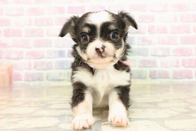 新潟県のチワワ(ロング) (Coo&RIKU上越店/2025年8月28日生まれ/女の子/ブラックタンホワイト)の子犬の1枚目の画像