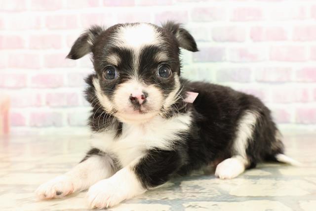 新潟県のチワワ(ロング) (Coo&RIKU上越店/2025年8月28日生まれ/女の子/ブラックタンホワイト)の子犬の2枚目の画像