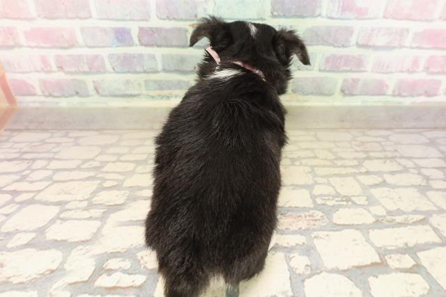 新潟県のチワワ(ロング) (Coo&RIKU上越店/2025年8月28日生まれ/女の子/ブラックタンホワイト)の子犬の4枚目の画像