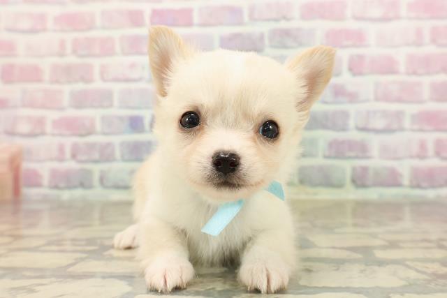 長野県のチワワ(ロング) (Coo&RIKU長野店/2025年8月28日生まれ/男の子/クリームホワイト)の子犬の1枚目の画像