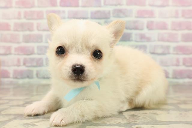 長野県のチワワ(ロング) (Coo&RIKU長野店/2025年8月28日生まれ/男の子/クリームホワイト)の子犬の2枚目の画像