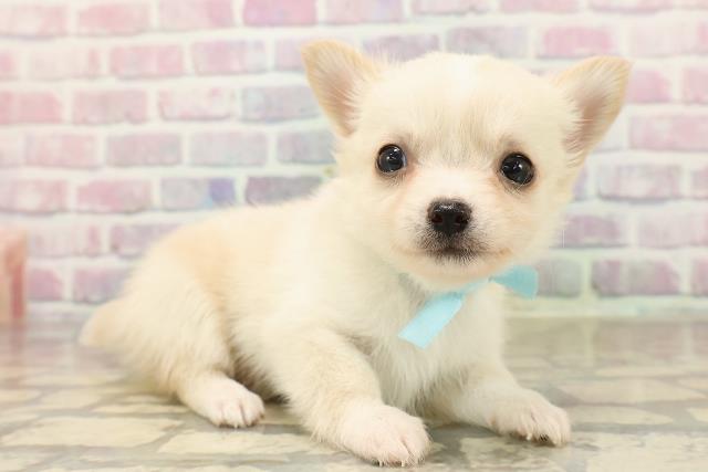 長野県のチワワ(ロング) (Coo&RIKU長野店/2025年8月28日生まれ/男の子/クリームホワイト)の子犬の3枚目の画像