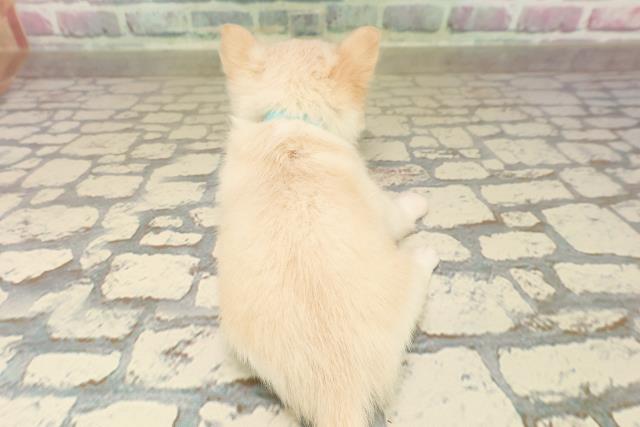 長野県のチワワ(ロング) (Coo&RIKU長野店/2025年8月28日生まれ/男の子/クリームホワイト)の子犬の4枚目の画像