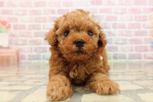 東京都のトイプードル(トイ) (Coo&RIKU三軒茶屋店/2025年8月20日生まれ/女の子/レッド)の子犬の1枚目の画像