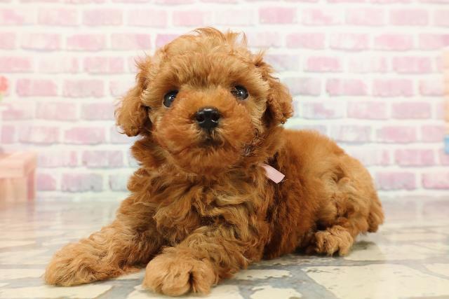 東京都のトイプードル(トイ) (Coo&RIKU三軒茶屋店/2025年8月20日生まれ/女の子/レッド)の子犬の2枚目の画像