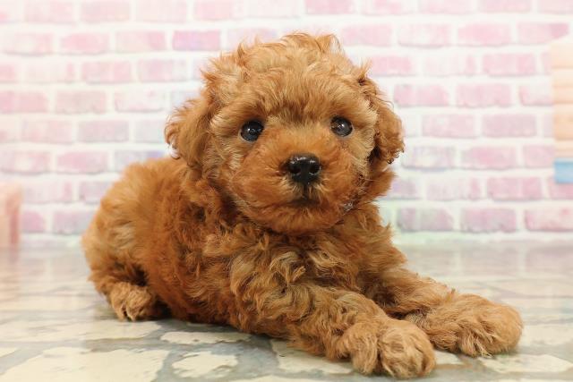 東京都のトイプードル(トイ) (Coo&RIKU三軒茶屋店/2025年8月20日生まれ/女の子/レッド)の子犬の3枚目の画像