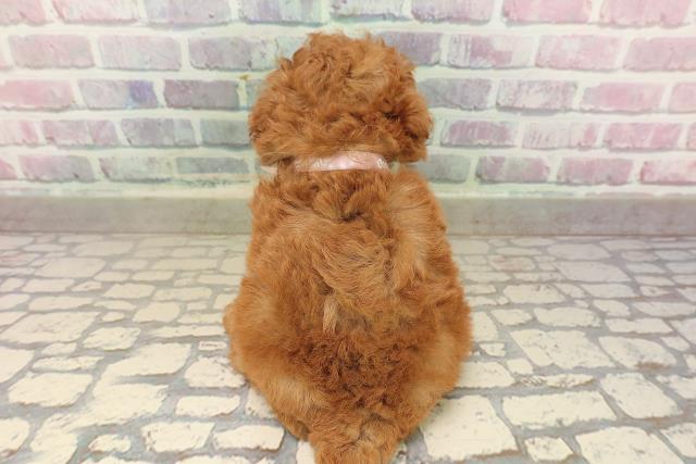 東京都のトイプードル(トイ) (Coo&RIKU三軒茶屋店/2025年8月20日生まれ/女の子/レッド)の子犬の4枚目の画像